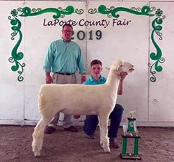 Blake Kessler with Supreme Champion Ewe at Laporte County Fair 2019